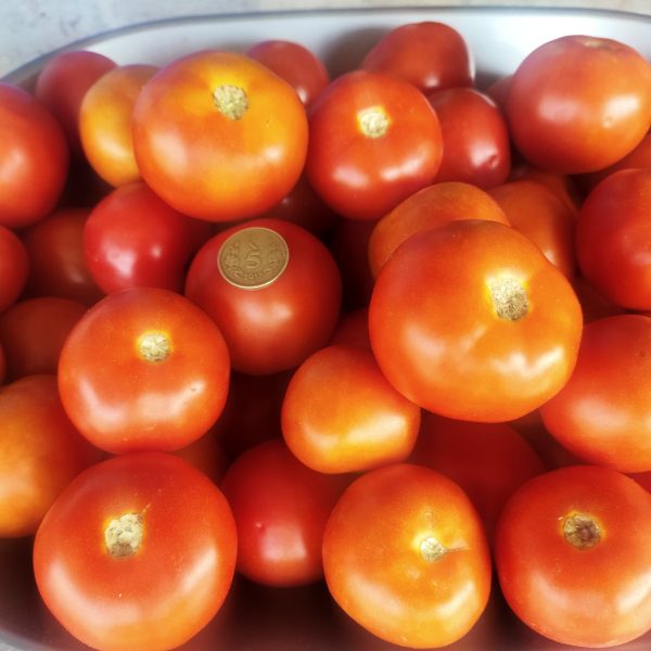 Thakkali - 250g